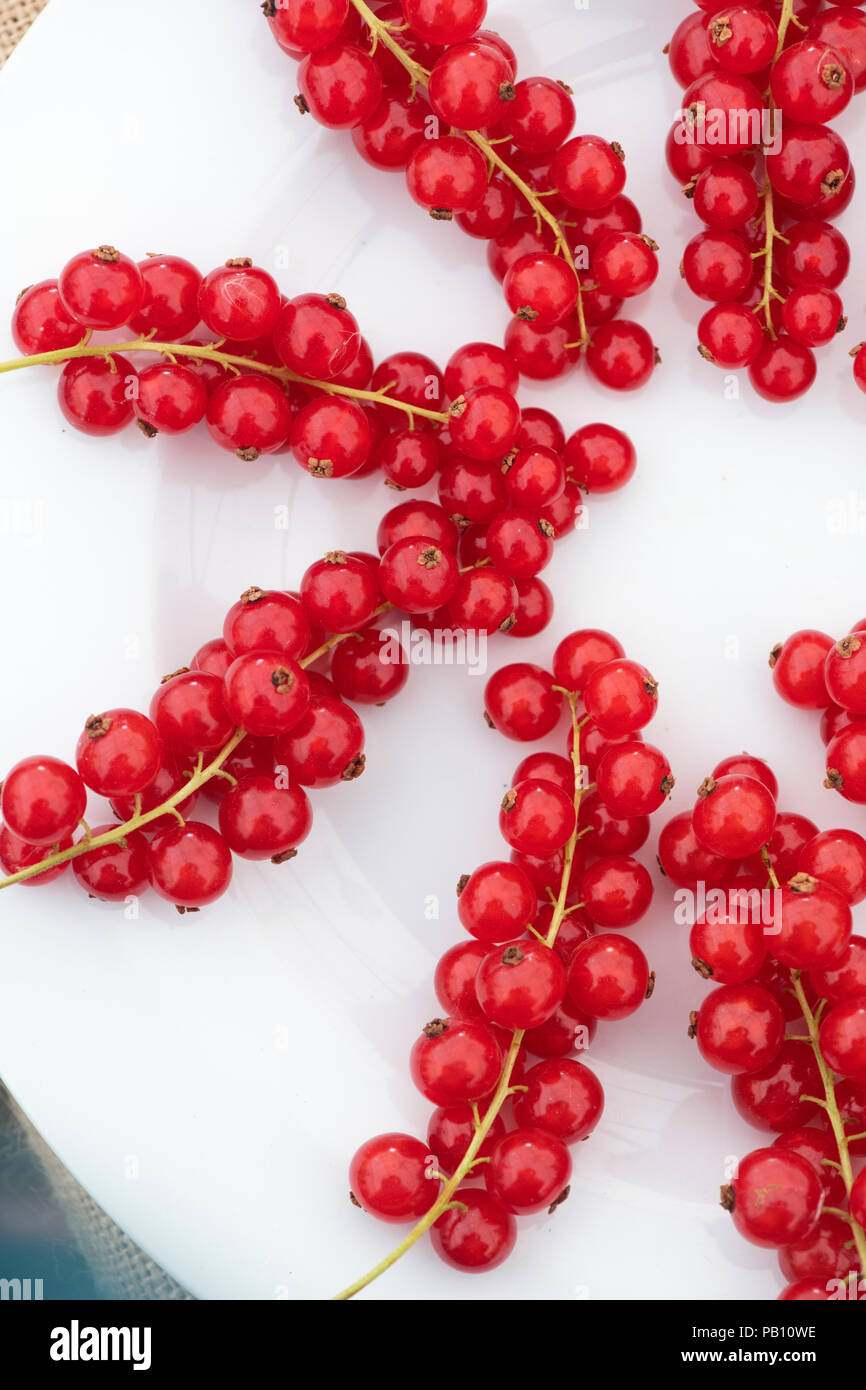 Ribes rubrum ‘Rovada’.  Redcurrants. Redcurrant ‘Rovada’ on a flower show display. UK Stock Photo