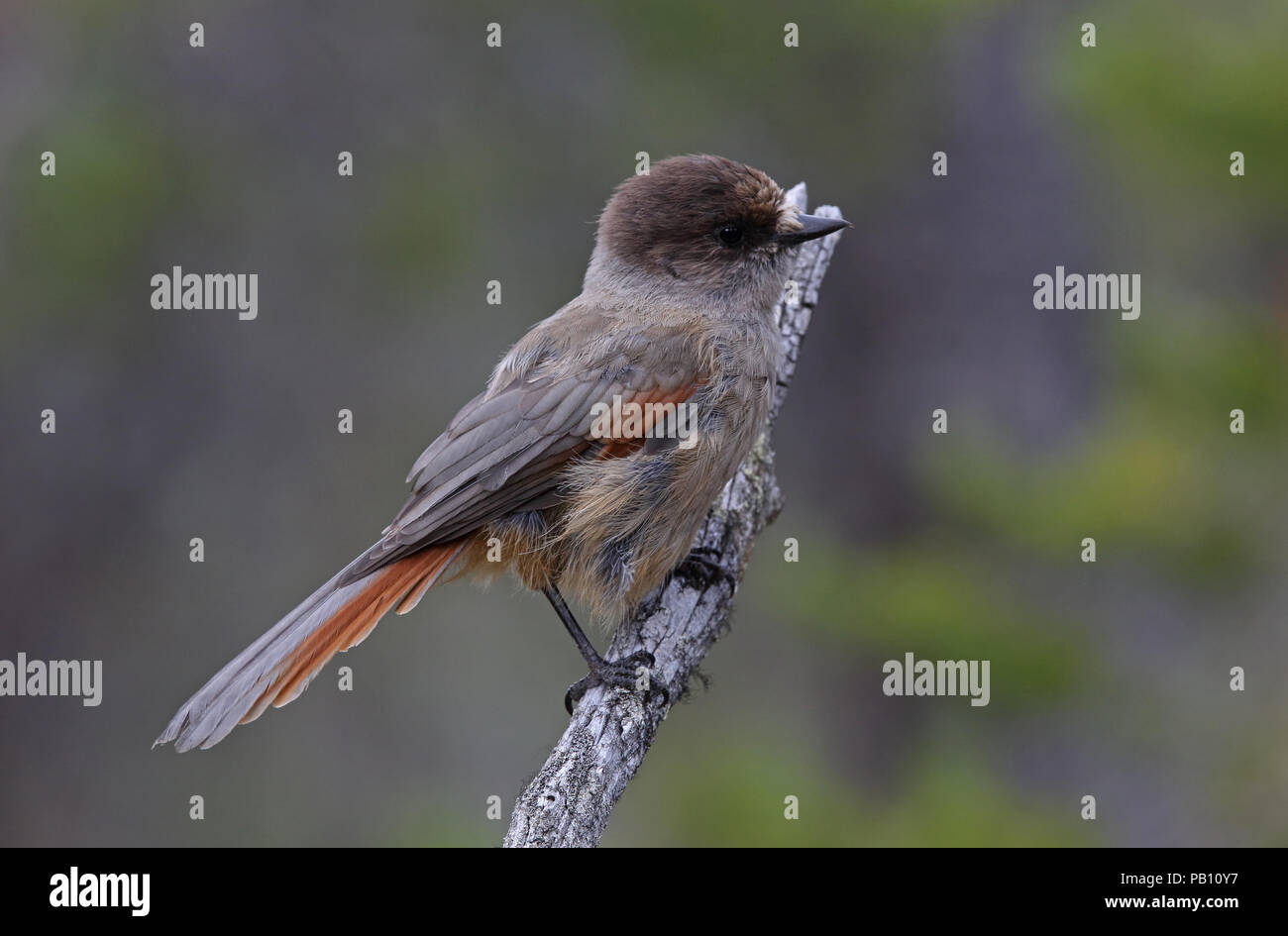 Siberian jay, Perisoreus infaustus Stock Photo