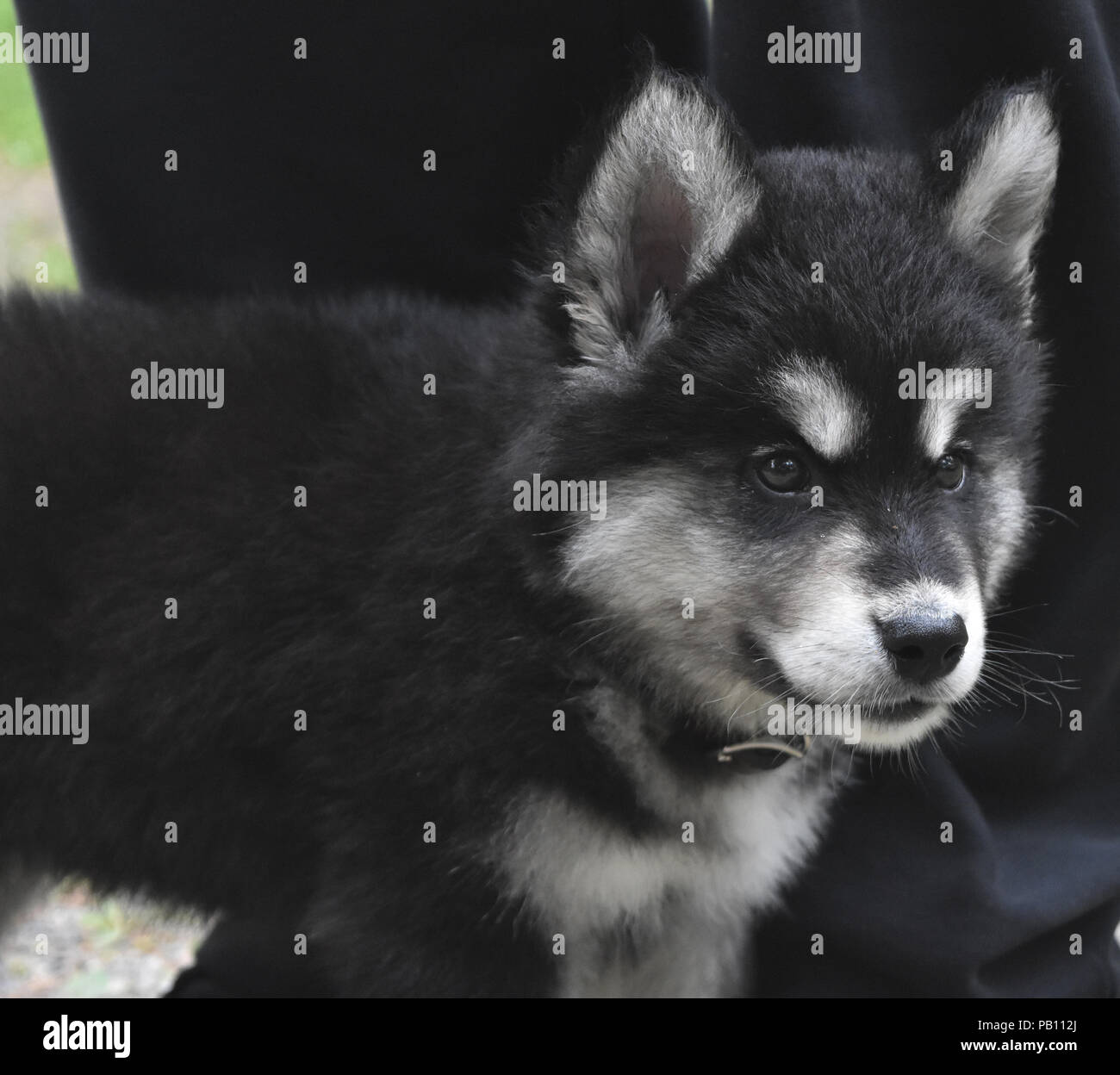 Distinctive black and white markings on an alusky puppy Stock Photo - Alamy