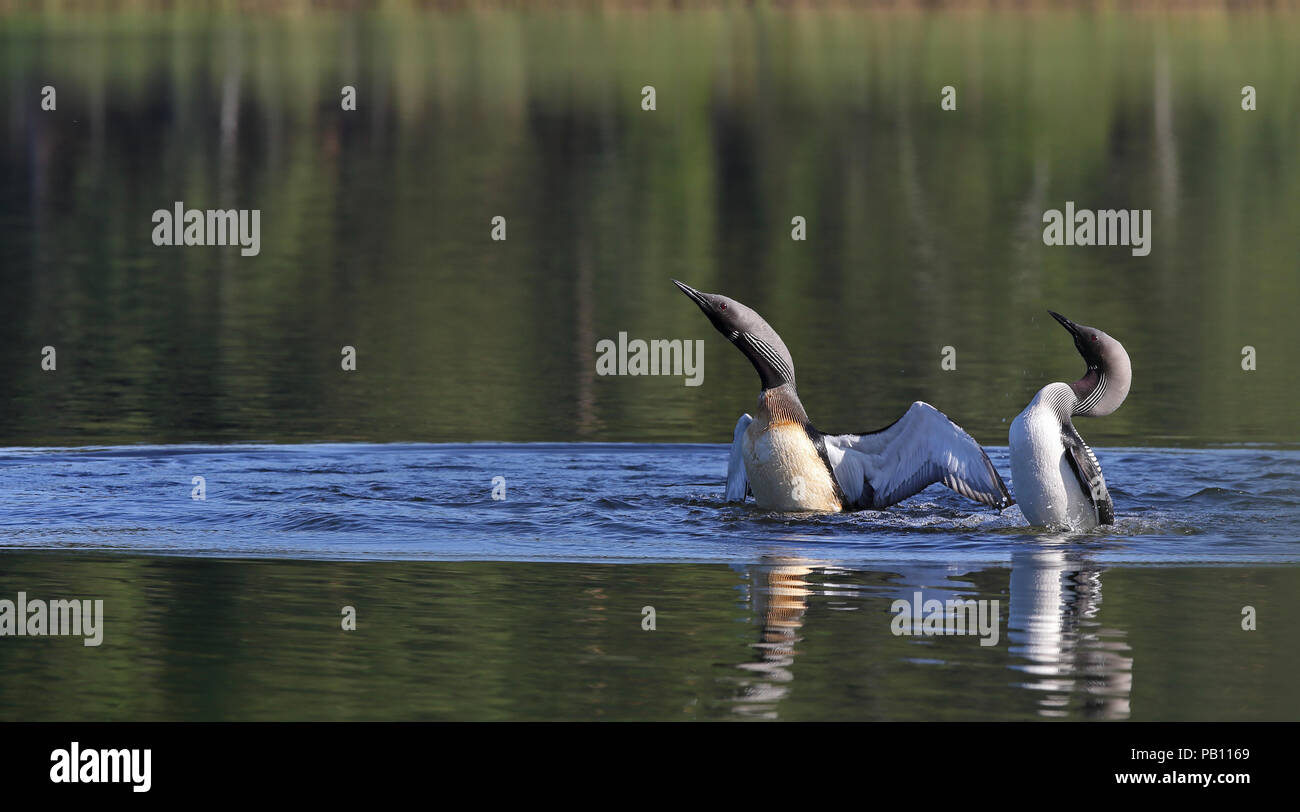 Black-throated loons displaying in calm lake Stock Photo