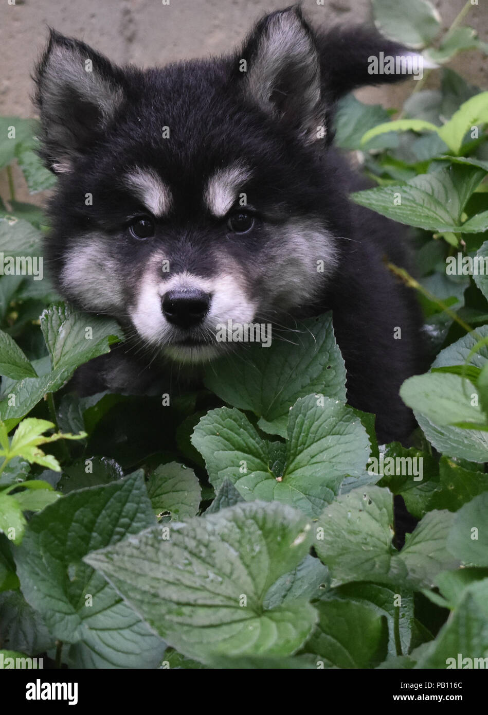 Alusky puppy dog playing hide and seek in a garden Stock Photo Alamy