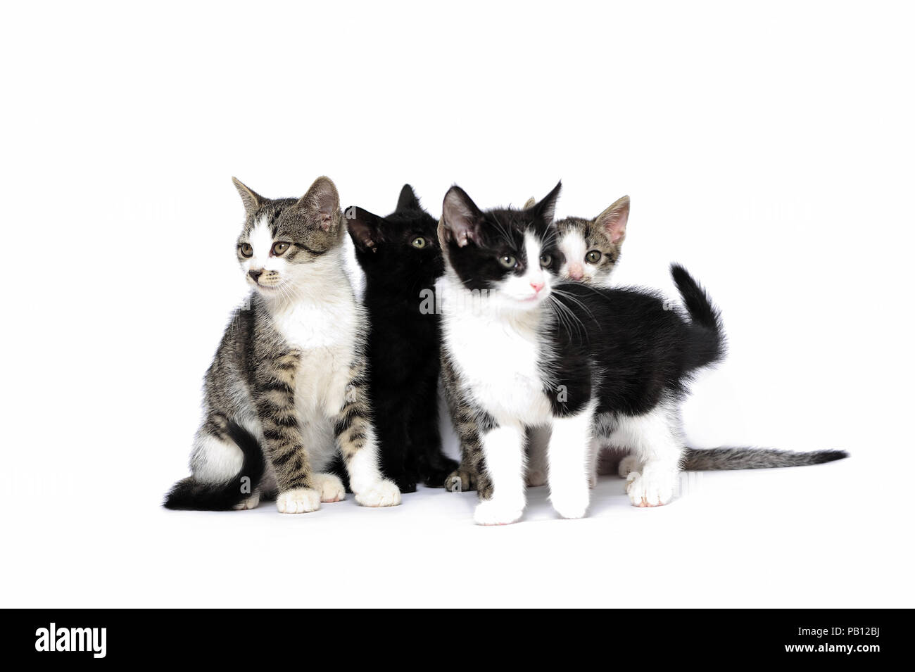 animals, cats, ear, emotion, empty, expression, eyes, young, domestic