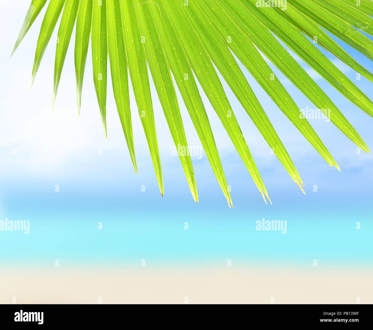 The sandy beach and palm leaf at ocean background Stock Photo - Alamy