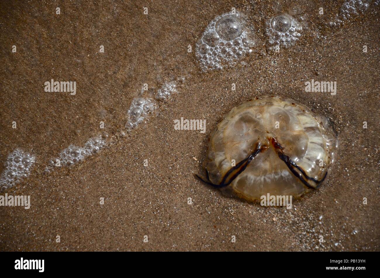 Compass jellyfish (Chrysaora hysoscella) washed up on sandy shore, Lincolnshire, UK Stock Photo