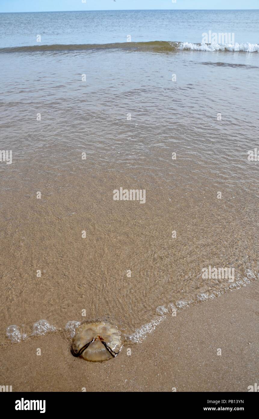 Compass jellyfish (Chrysaora hysoscella) washed up on deserted, sandy shore, Lincolnshire, UK Stock Photo