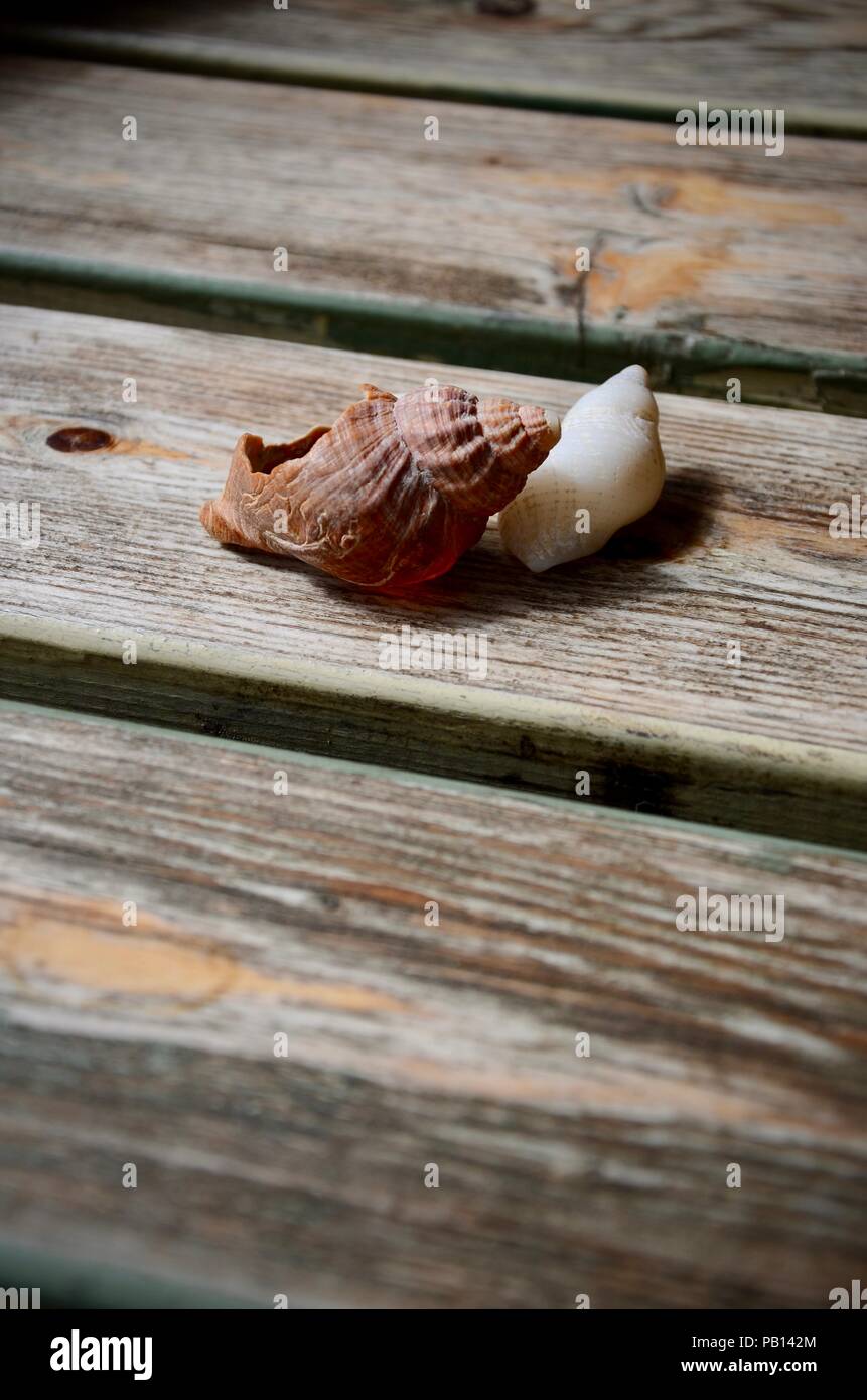 Bleached sea shells hi-res stock photography and images - Alamy