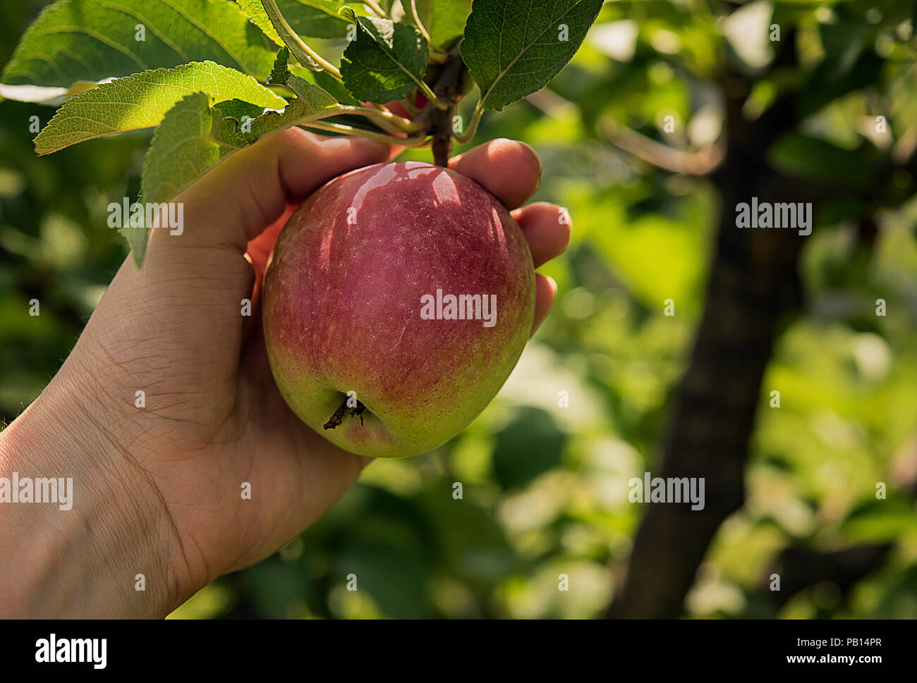 Ripe red and yellow apple with leaves on real tree branch at orchard garden. Woman's hand is holding apple just before picking it. Harvest time and he Stock Photo