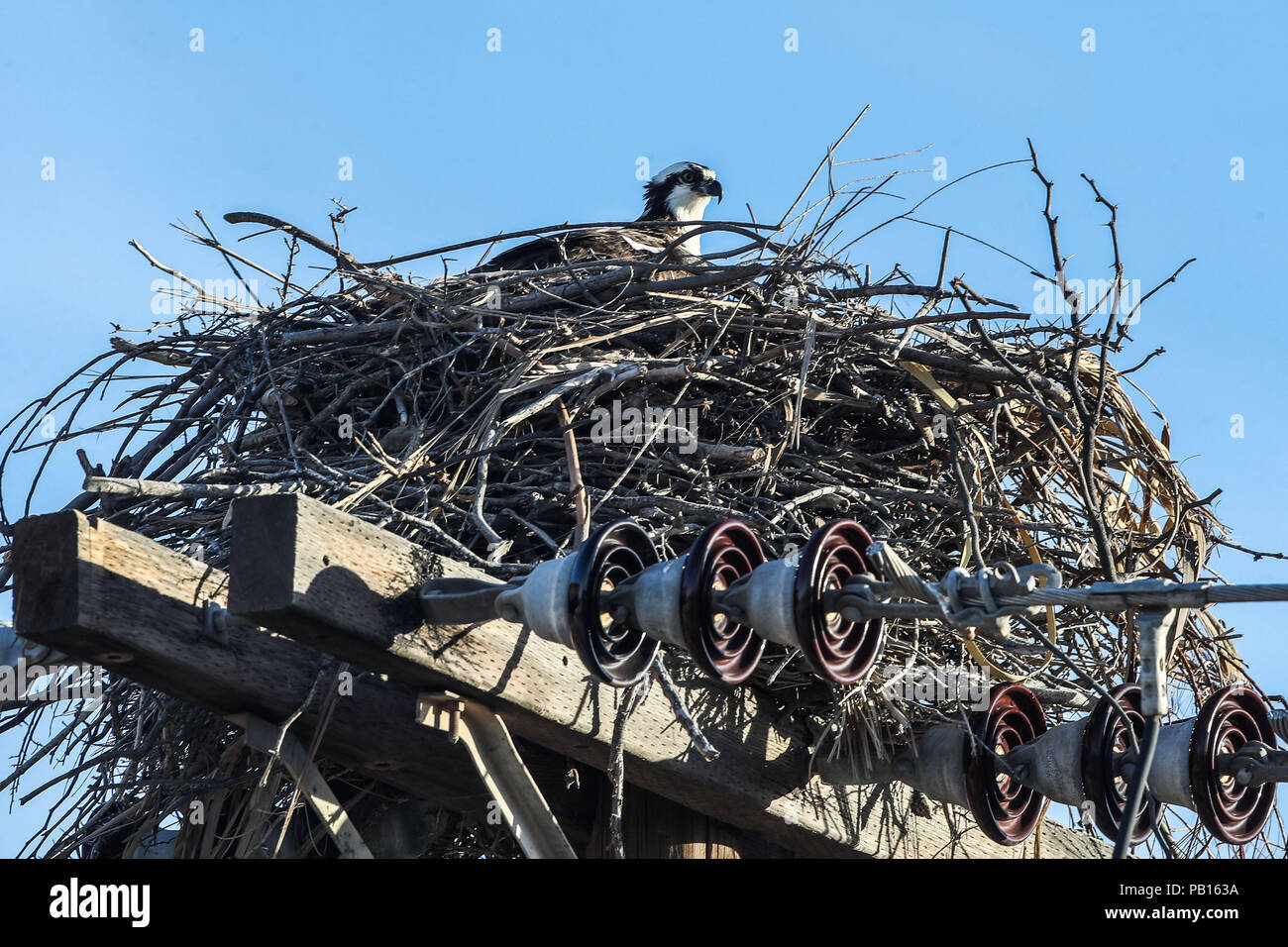 Aguila pescadora.  en su nido sobre un poste de luz.  especies del desierto sonorense por la carretera a Bahia de Kino y  San Nicolas  en Sonora Mexic Stock Photo