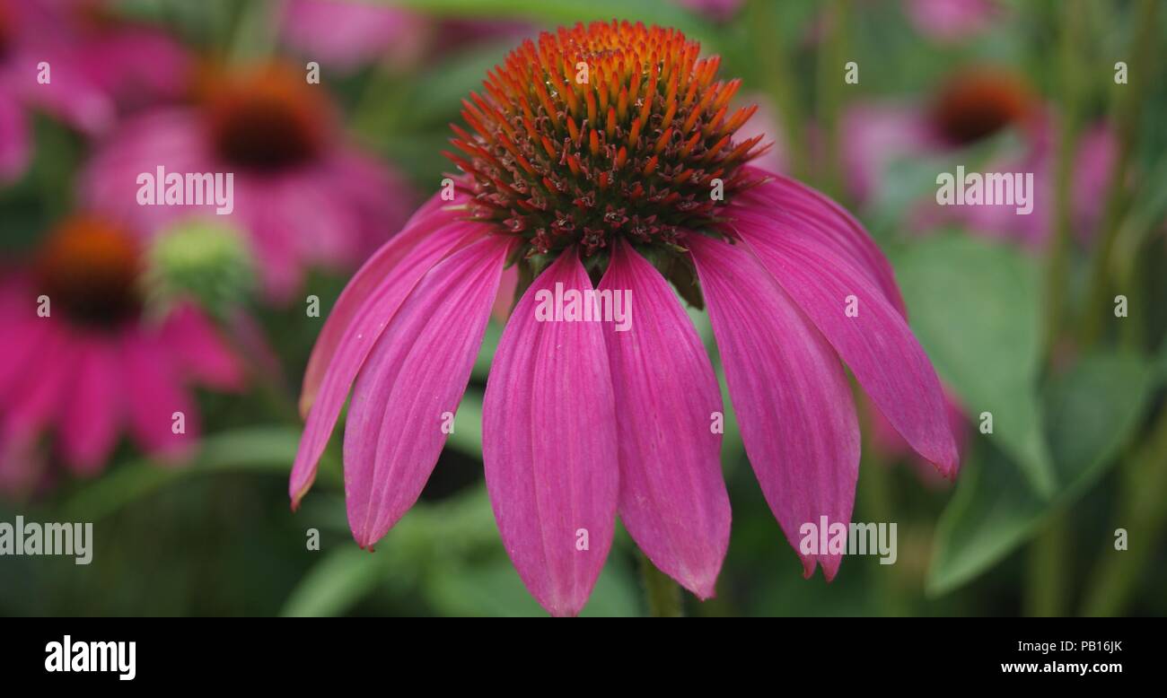 Pink Flower Stock Photo