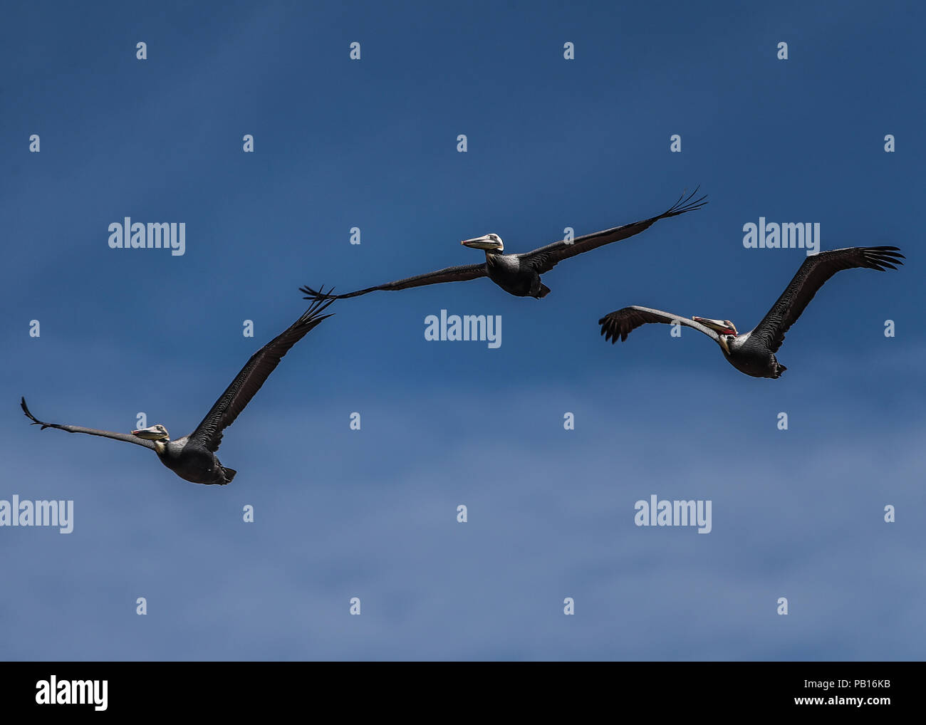 Pelicano, Pelicanos volando en el cielo azul sobre el Colorado, Sonora Mexico. 28 dic 2007. (Foto: Luis Gutierrez /NortePhoto.com)  zona costera, cost Stock Photo