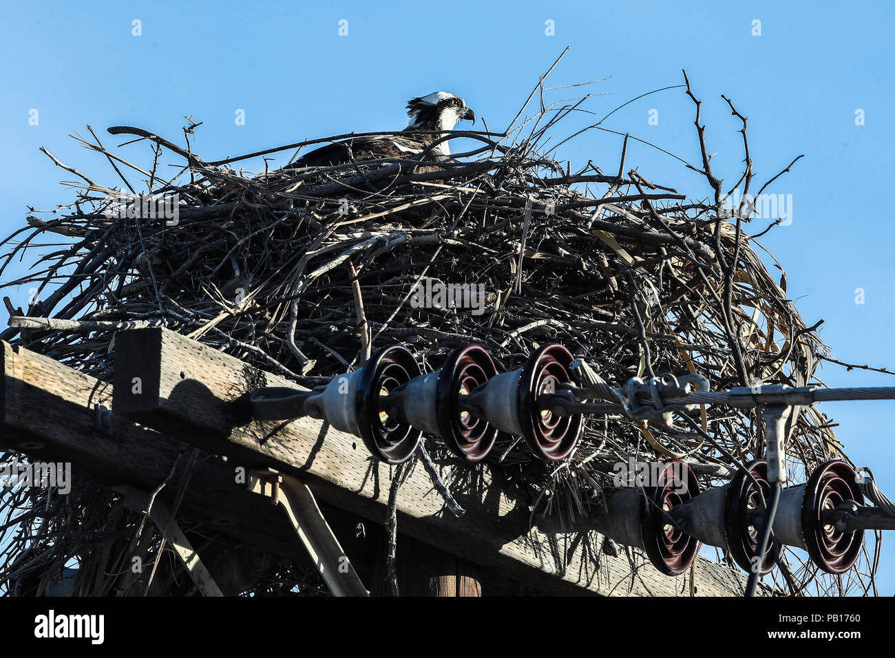 Aguila pescadora en su nido sobre un poste de luz.  especies del desierto sonorense por la carretera a Bahia de Kino y  San Nicolas  en Sonora Mexico. Stock Photo