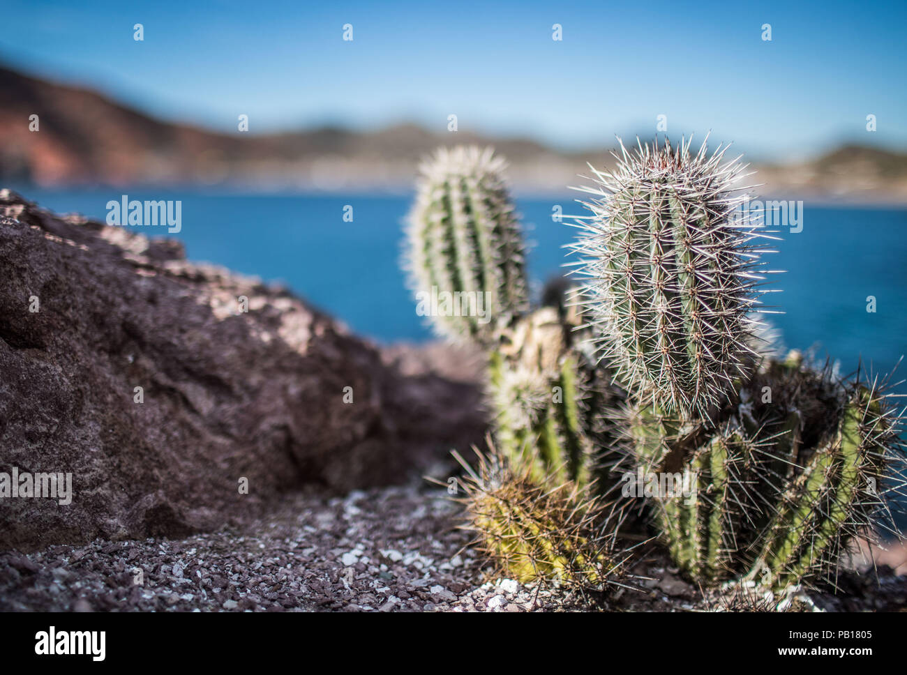 Pájaro en cactus hi-res stock photography and images - Alamy