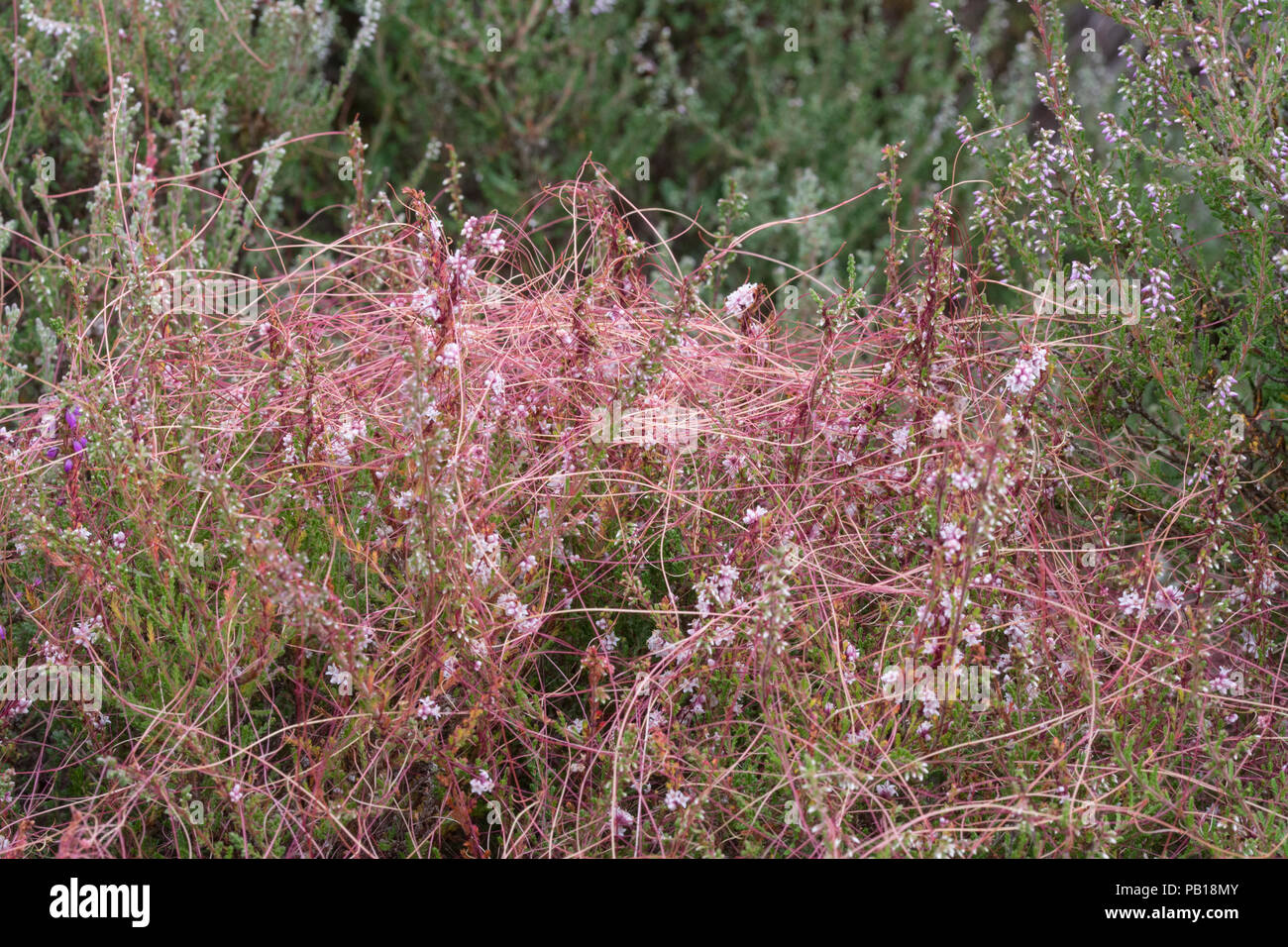 Cuscuta (dodder), a twining parasitic plant growing on ling heather in Surrey heathland, UK Stock Photo