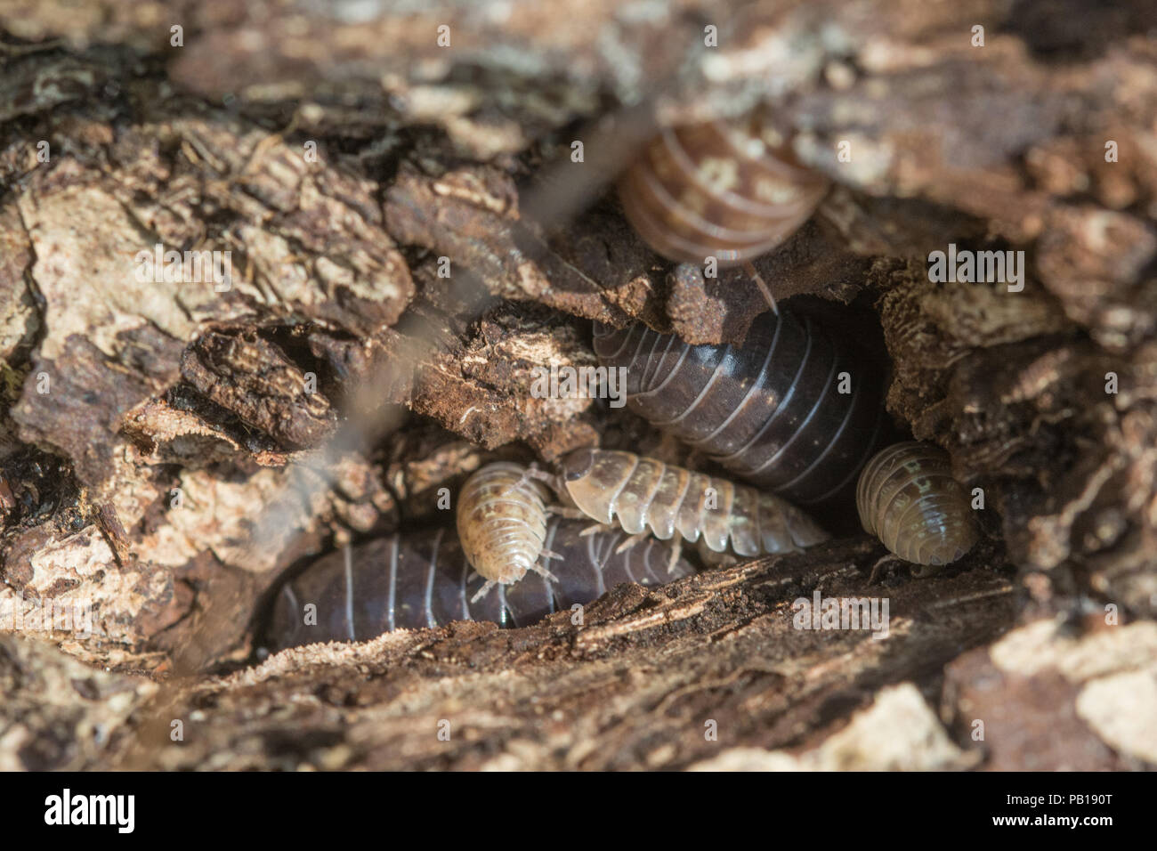 Woodlice, adults and young, in a crevice in a rotting log Stock Photo