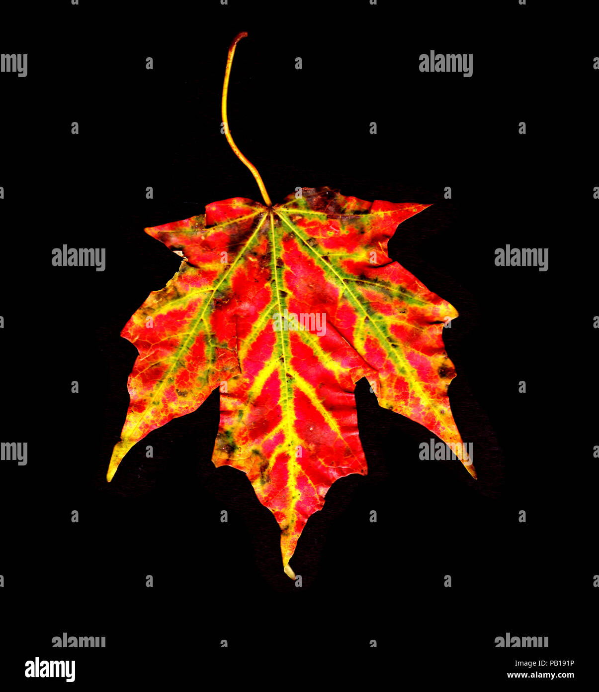 Beautiful red green and yellow Maple leaf isolated on a black background Stock Photo