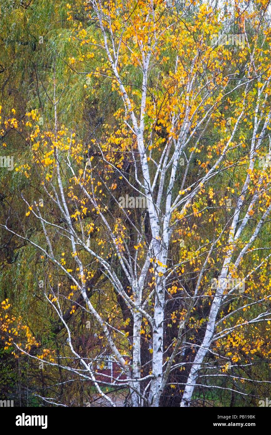 Gorgeous yellow leaves on a mature white birch tree in a Vermont forest in October Stock Photo