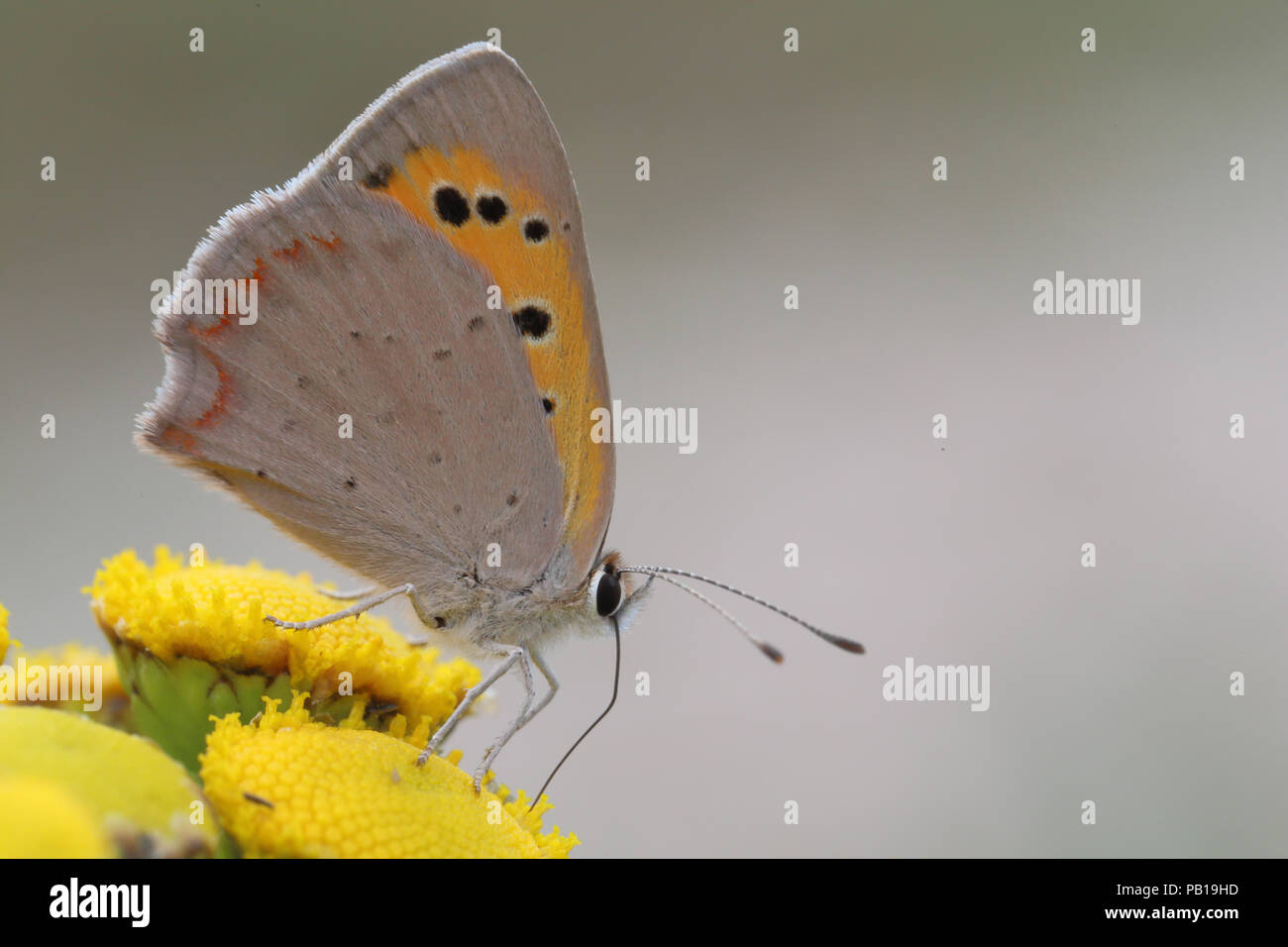 Small copper (Lycaena phlaeas) Stock Photo