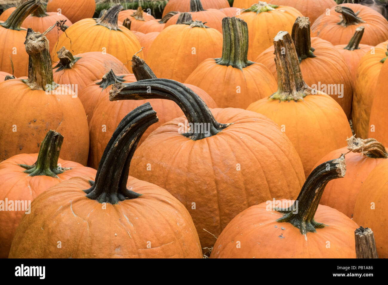 A large selection of pumpkins available at a local farmers market in October Stock Photo