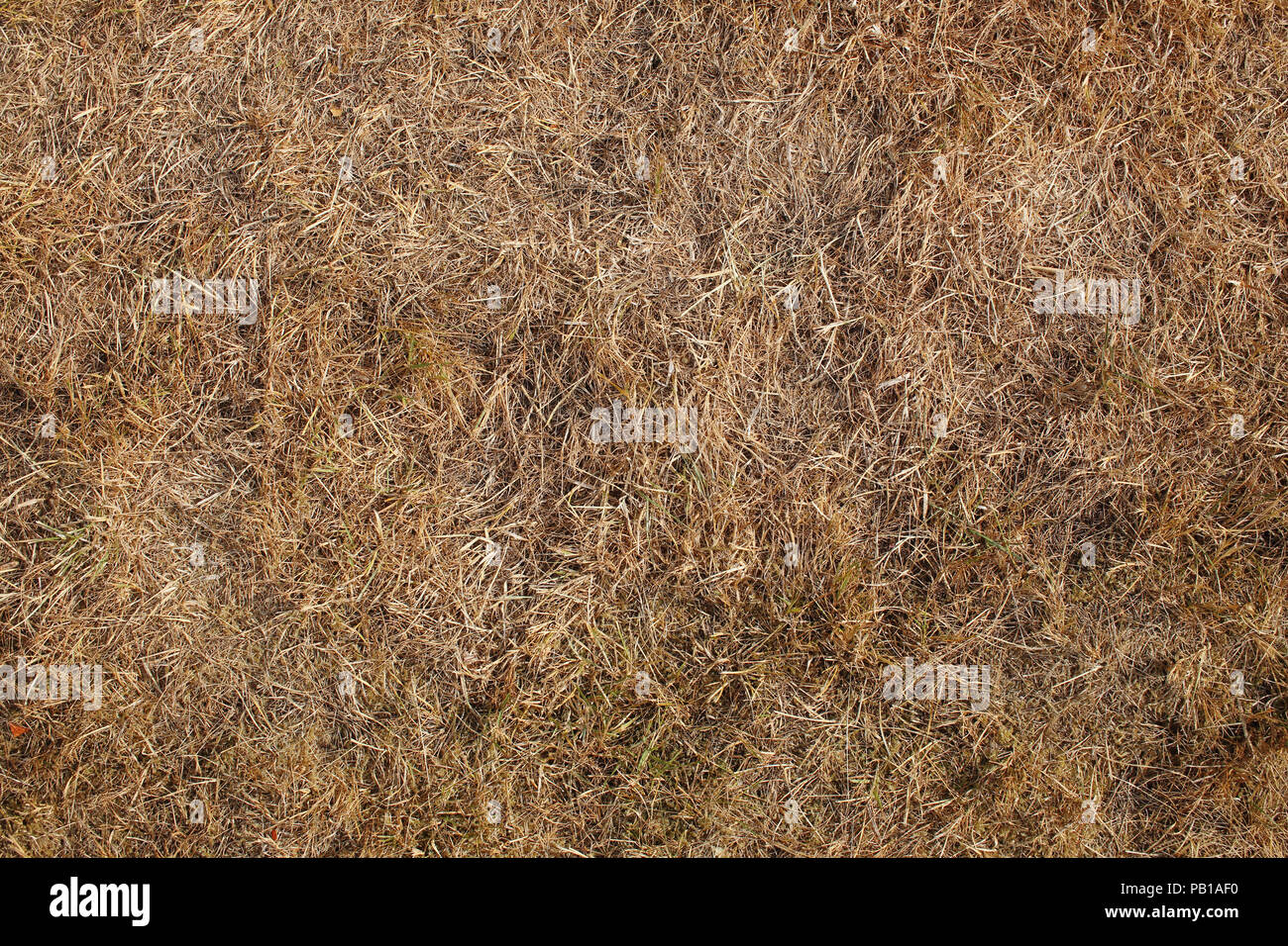 Sun parched lawn in the extremely dry and hot summer of 2018 in Denmark Stock Photo