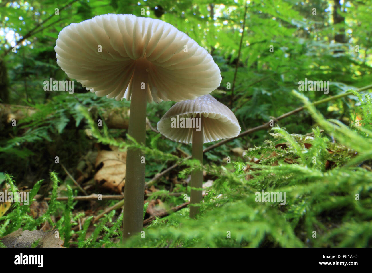 Low perspective on small mushrooms growing on the forest floor Stock Photo