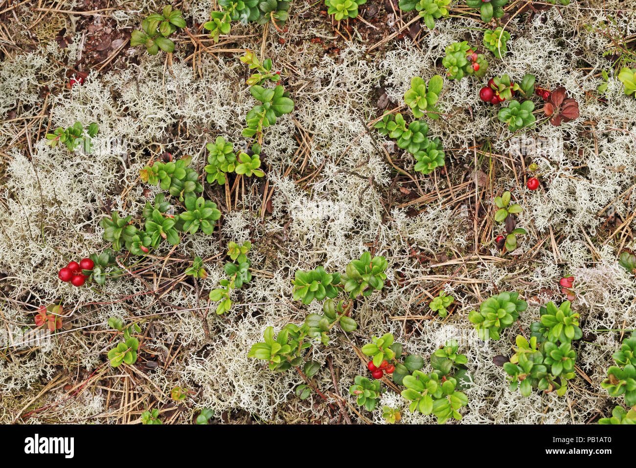 Cowberries (Vaccinium vitis-idaea) and lichen Stock Photo
