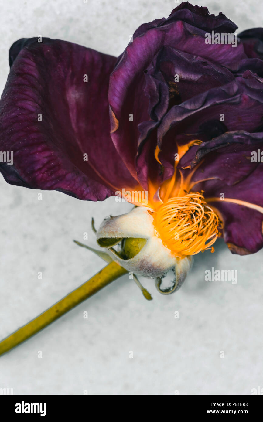 Dead rose petals hires stock photography and images Alamy