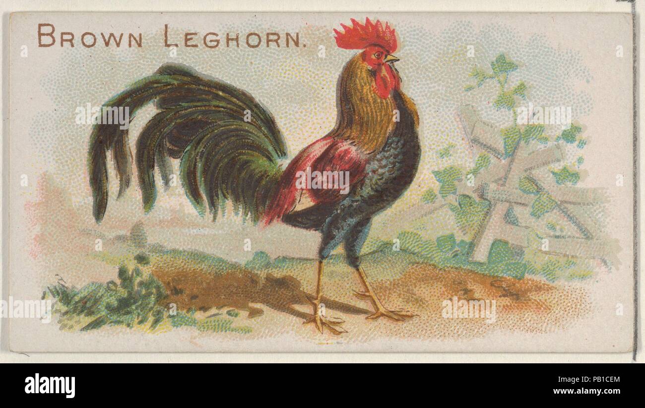 Brown Leghorn, from the Prize and Game Chickens series (N20) for Allen & Ginter Cigarettes. Dimensions: Sheet: 1 1/2 x 2 3/4 in. (3.8 x 7 cm). Lithographer: The Gast Lithograph & Engraving Company (American, New York). Publisher: Allen & Ginter (American, Richmond, Virginia). Date: 1891.  Trade cards from the 'Prize and Game Chickens' series (N20), issued in 1891 in a set of 50 cards to promote Allen & Ginter brand cigarettes. Museum: Metropolitan Museum of Art, New York, USA. Stock Photo