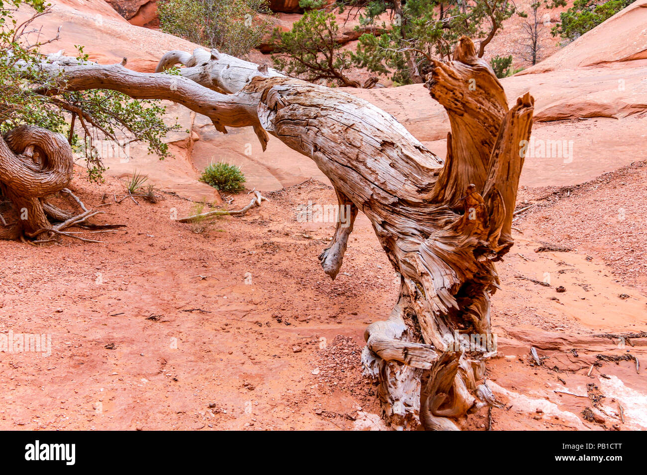 Dead tree in a  ravine at Canyonlands National Park Stock Photo