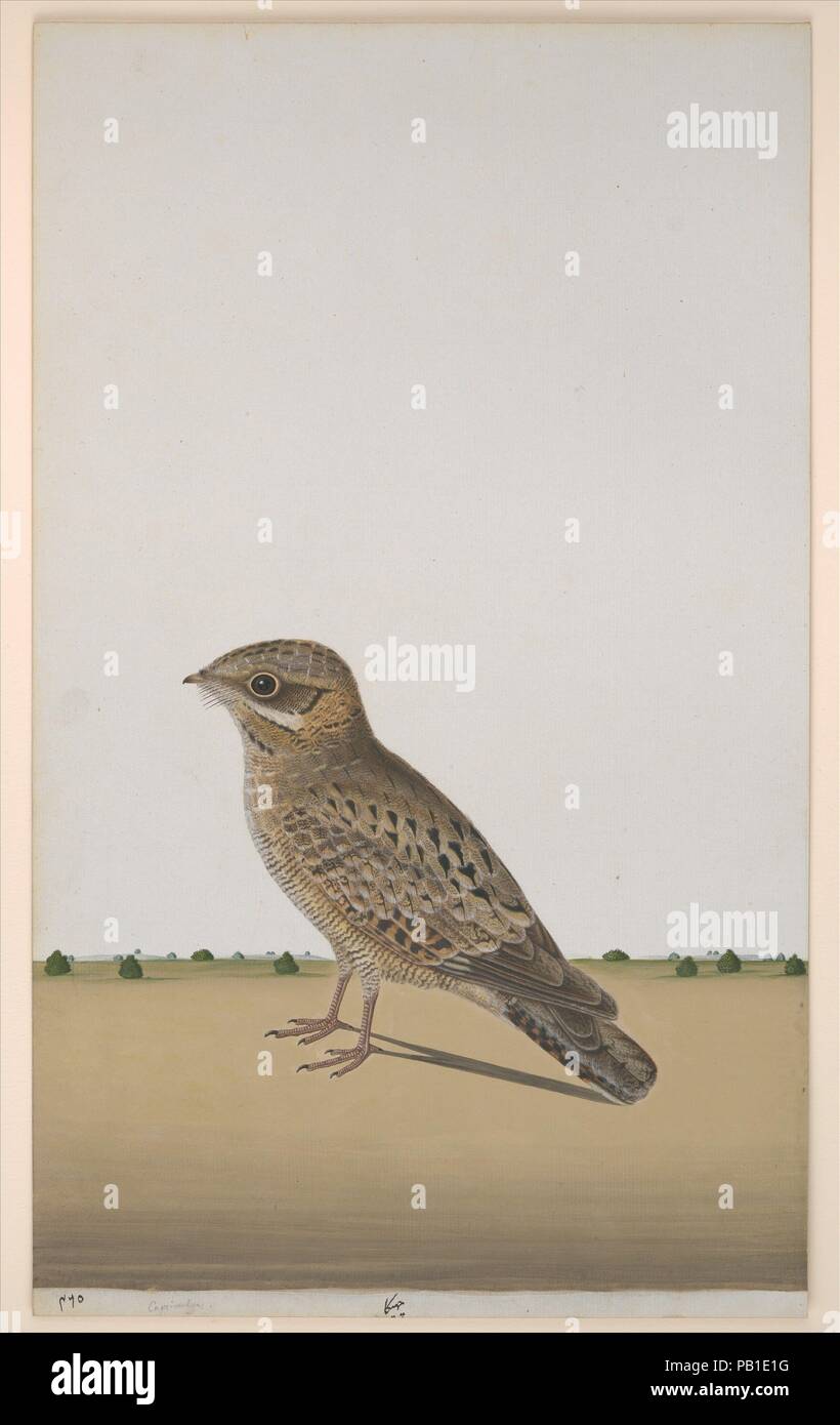 Goat sucker hi-res stock photography and images - Alamy