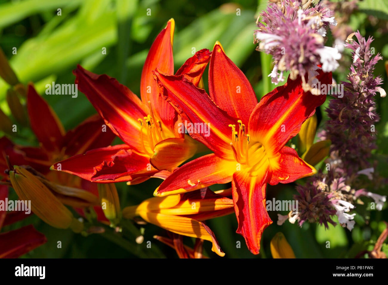 Hemerocallis American Revolution blooms on a summer day in Northumberland, England. The flower is a reblooming daylily. Stock Photo