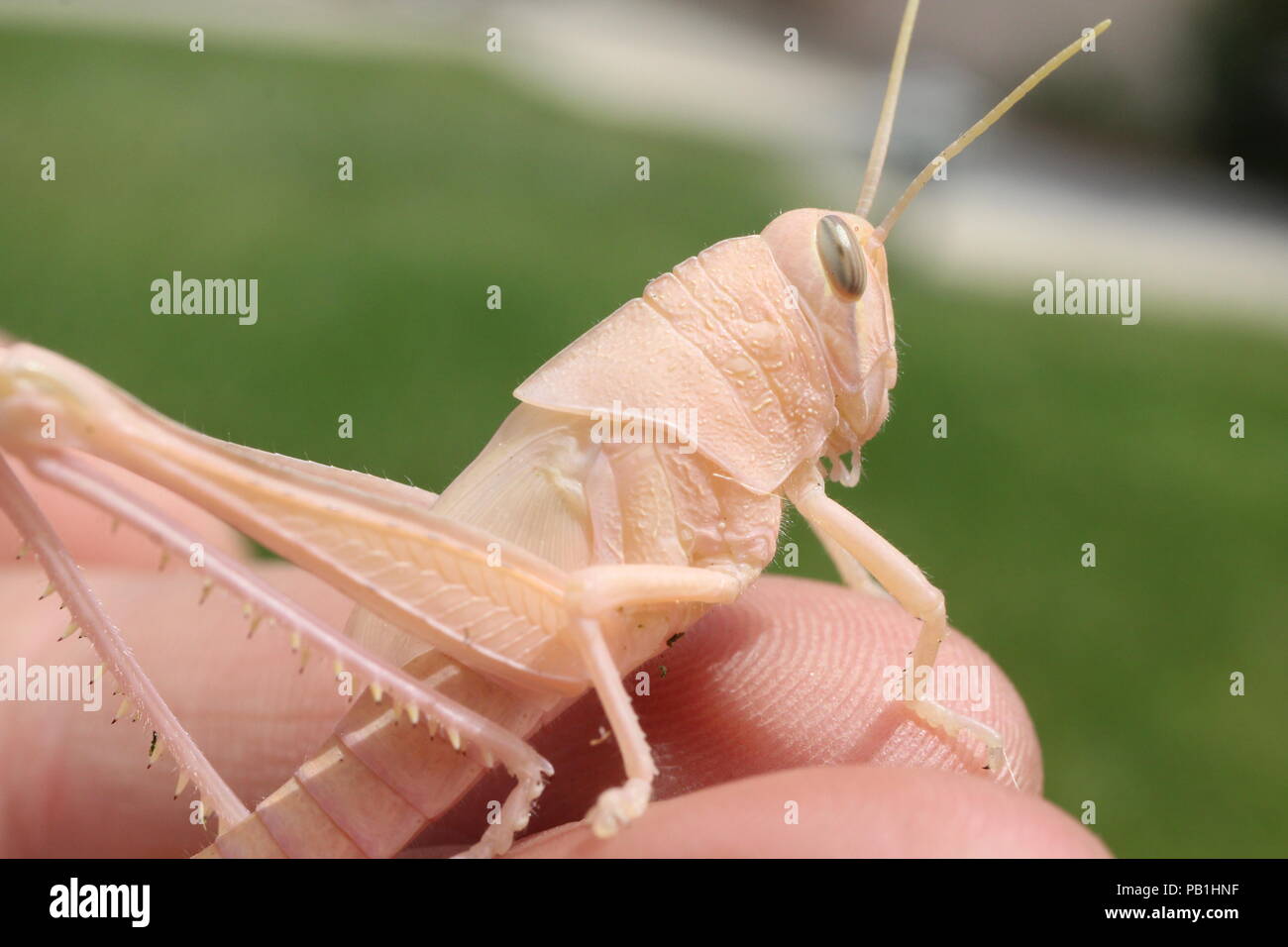 This guy was found in my yard hanging out, I've never found something so cool before. He's blended into his surroundings or is genetically Albino. Stock Photo