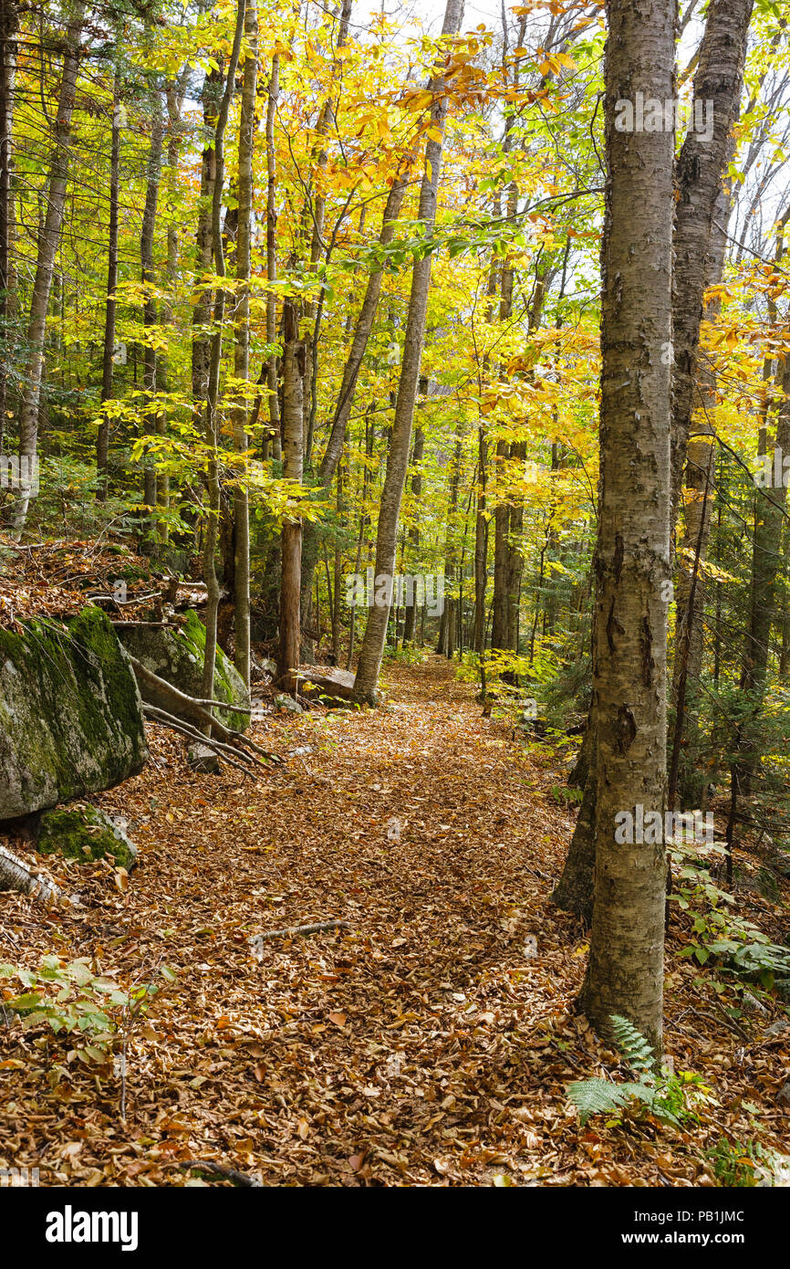 The Osseo Trail, seen here, in Lincoln, New Hampshire utilizes a ...