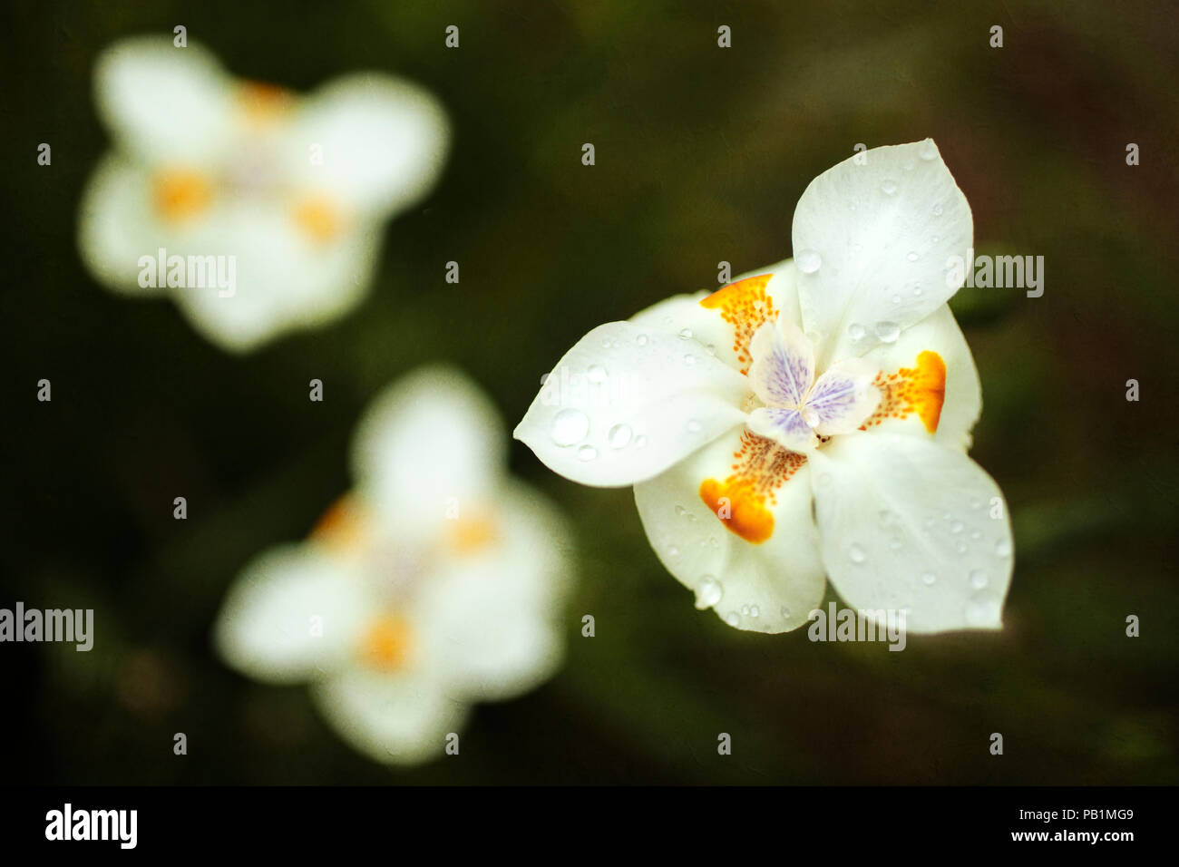 White Dietes Flower with orange and purple markings delicately blooming Stock Photo