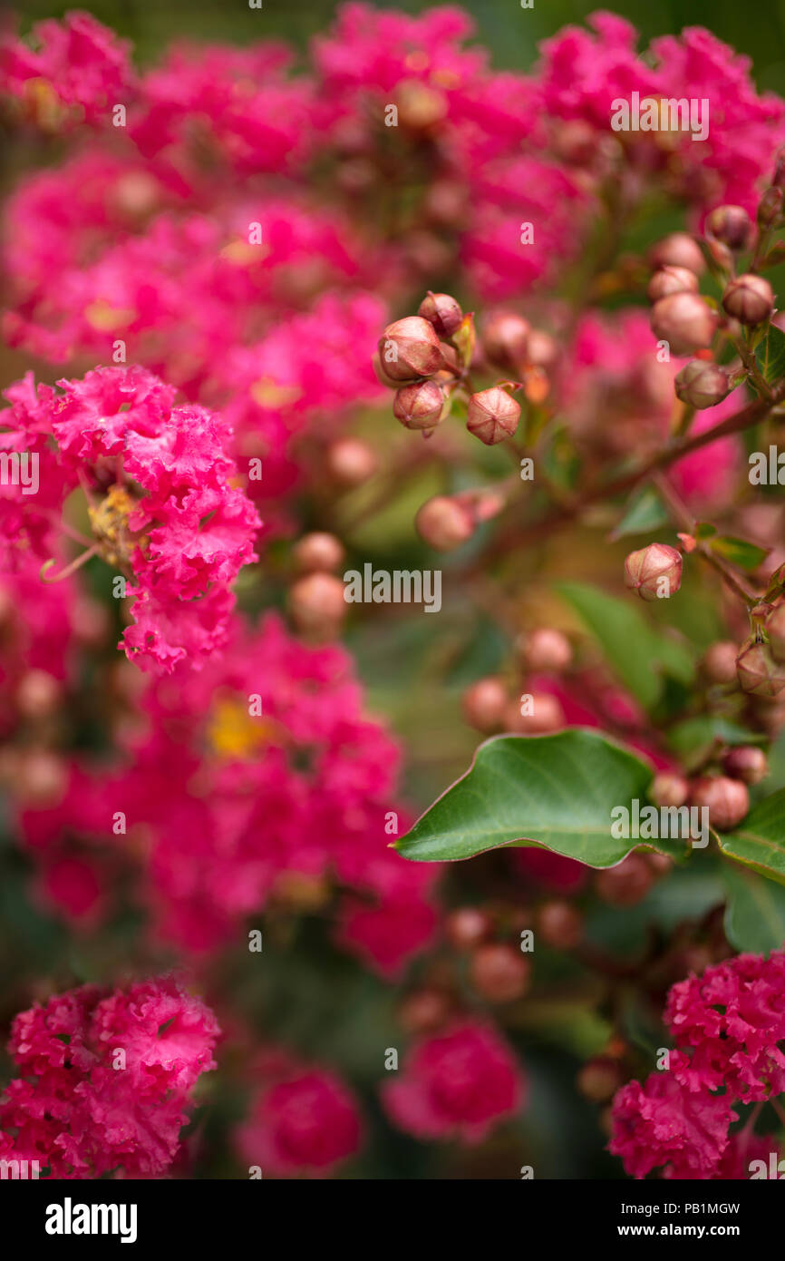 Close up of the Crape Myrtle Flowers in bloom during summer Stock Photo