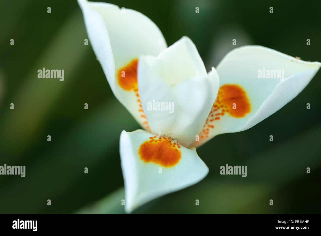 White Dietes Flower with orange and purple markings delicately blooming Stock Photo