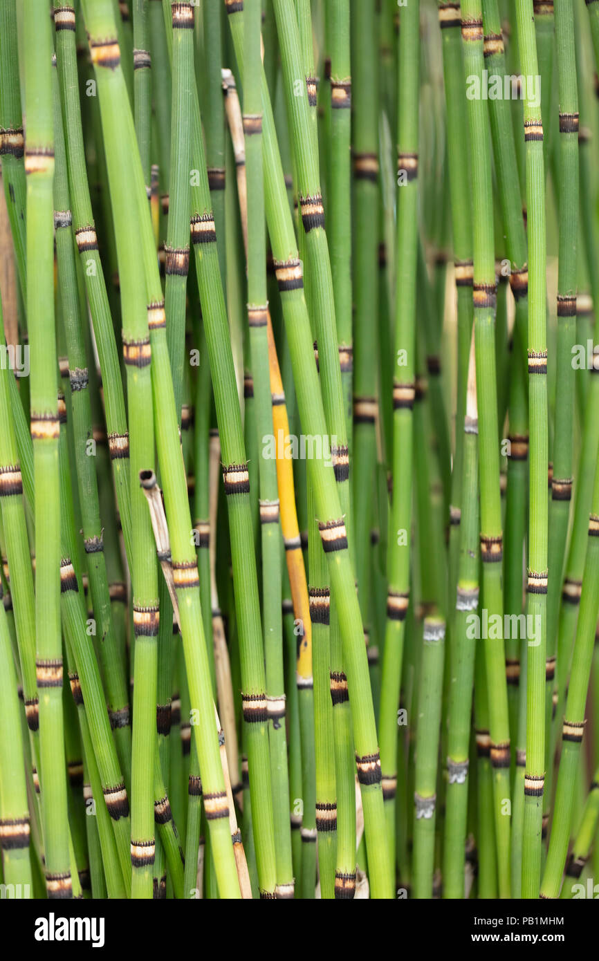 Bunch of clumping Japanese Horsetails growing in a garden Stock Photo