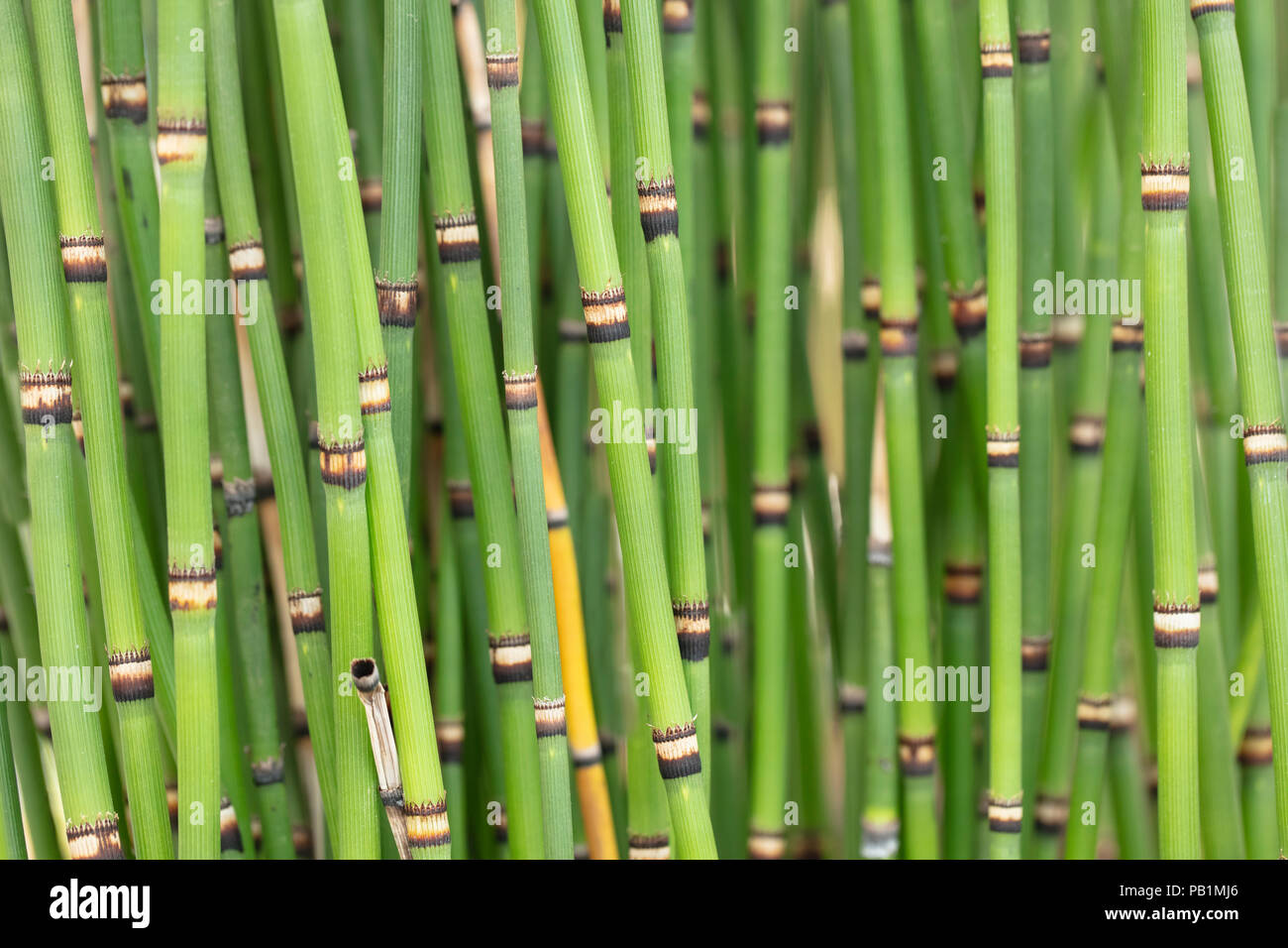 Bunch of clumping Japanese Horsetails growing in a garden Stock Photo