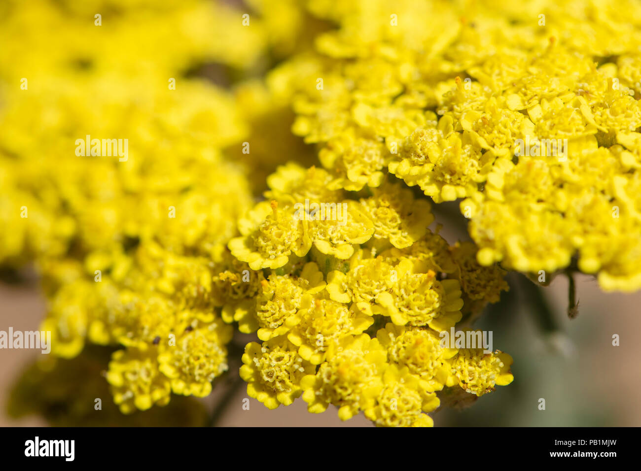 Bright yellow Yarrow flowerings blooming in a garden Stock Photo