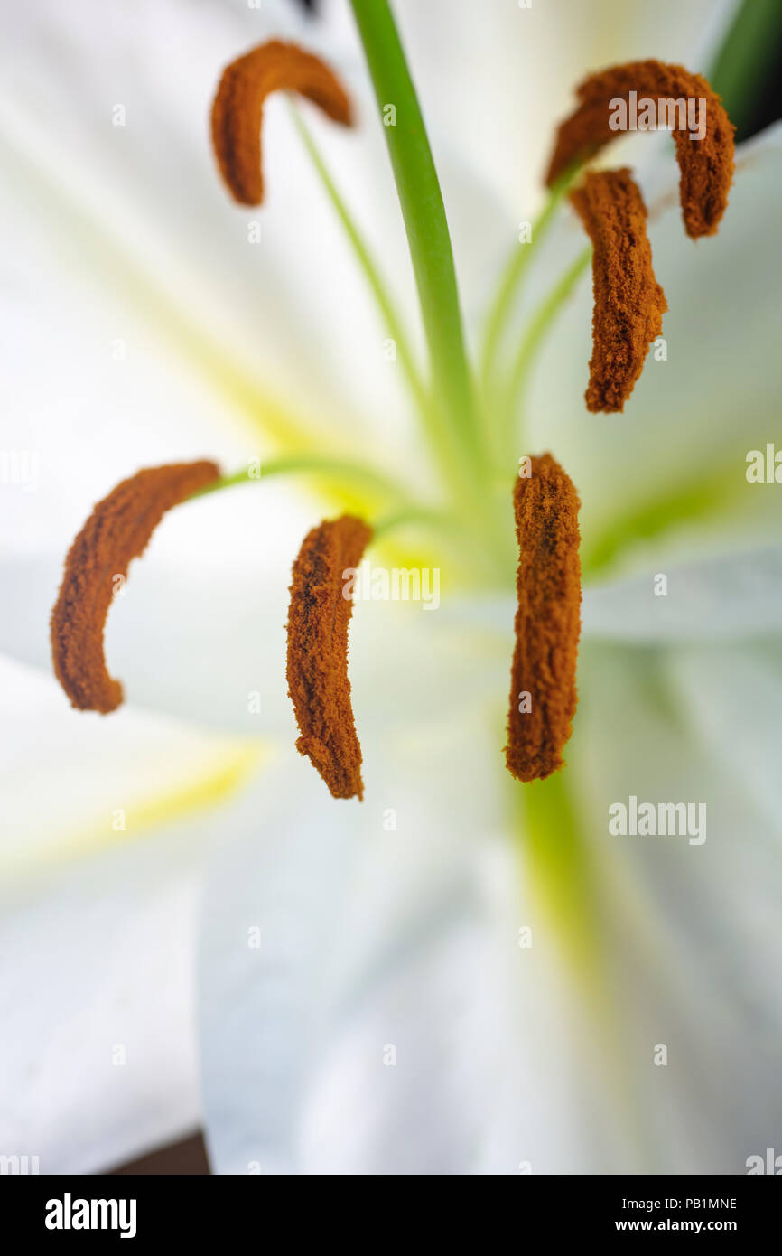 Close up of a white Lily with an orange stamen Stock Photo Alamy