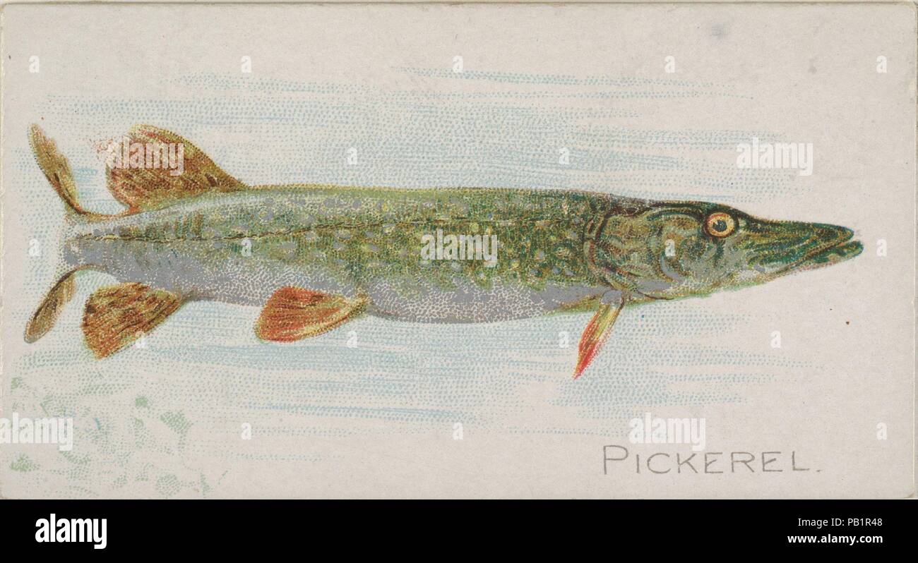 Pickerel, from the Fish from American Waters series (N8) for Allen & Ginter Cigarettes Brands. Dimensions: Sheet: 1 1/2 x 2 3/4 in. (3.8 x 7 cm). Lithographer: Lindner, Eddy & Claus (American, New York). Publisher: Issued by Allen & Ginter (American, Richmond, Virginia). Date: 1889.  Trade cards from the 'Fish from American Waters' series (N8), issued in 1889 in a series of 50 cards to promote Allen & Ginter Brand Cigarettes. Museum: Metropolitan Museum of Art, New York, USA. Stock Photo