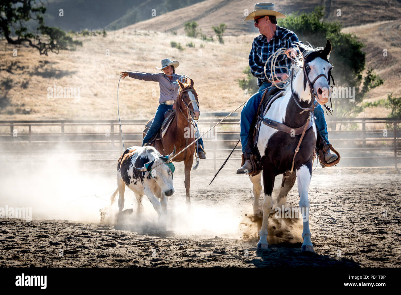 Cattle roping steer at a rodeo, a woman lassos back leg while a cowboy holds his rope from horseback. Stock Photo