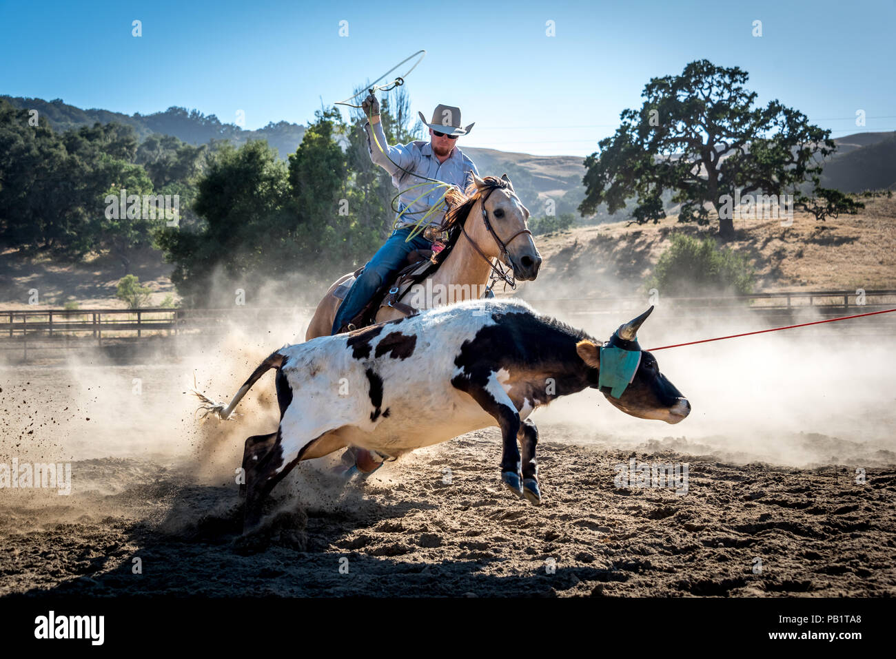 Cowboy roping young steer on horseback, sun shining through dust, oak tree in background. Lasso in air with one rope around calf Stock Photo