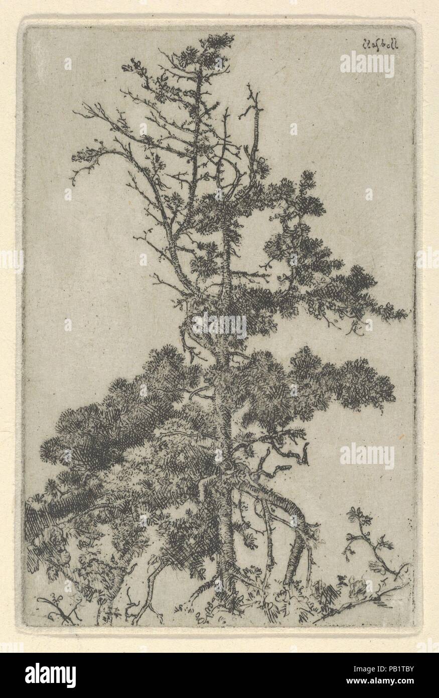 Tree Top. Artist: Ernest Haskell (American, Woodstock, Connecticut 1876-1925 West Point, Maine). Dimensions: Sheet (Trimmed): 3 1/16 × 2 1/16 in. (7.7 × 5.2 cm). Date: 1900-1925. Museum: Metropolitan Museum of Art, New York, USA. Stock Photo