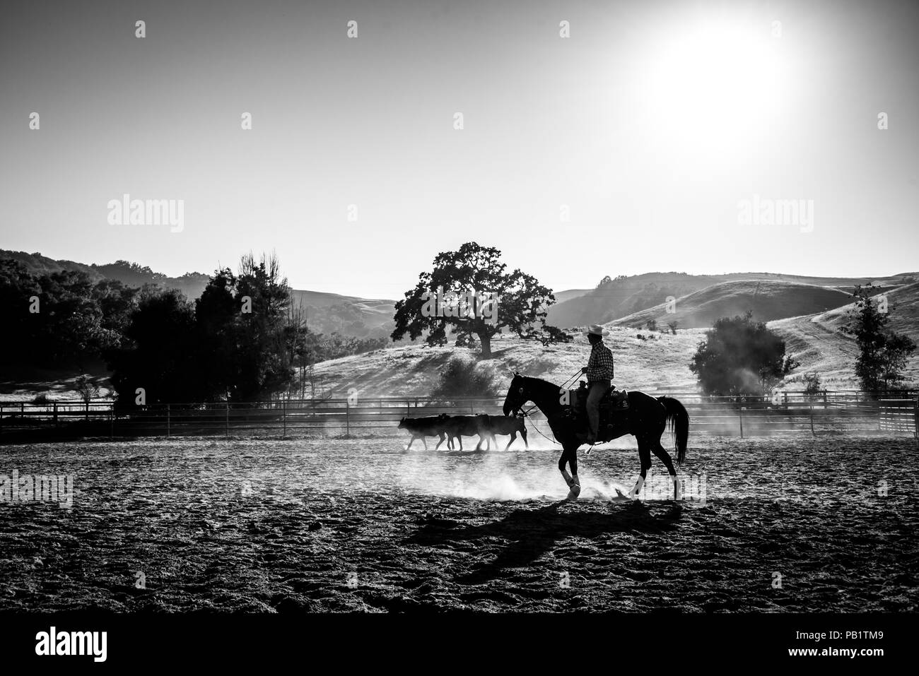 A lone rider on horseback brings in a small group of 3 cattle in black and white silhouette against the sunset with rolling hills and an oak tree. Stock Photo