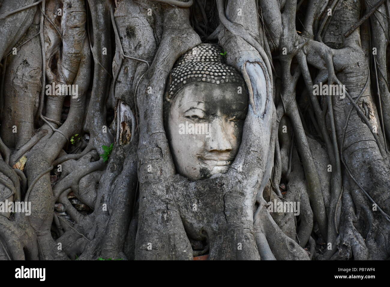Buddha face carved in tree at Wat Maha That in Ayutthaya, Thailand Stock Photo