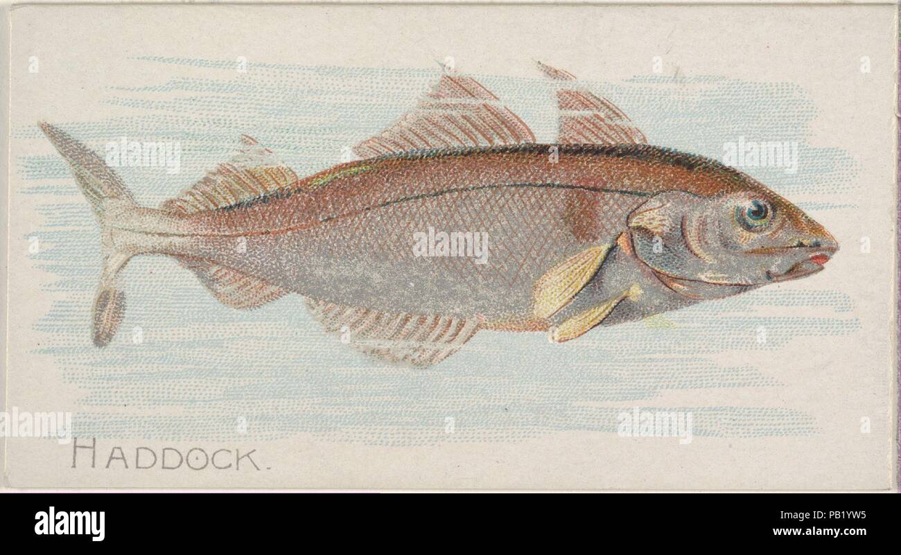 Haddock, from the Fish from American Waters series (N8) for Allen & Ginter Cigarettes Brands. Dimensions: Sheet: 1 1/2 x 2 3/4 in. (3.8 x 7 cm). Lithographer: Lindner, Eddy & Claus (American, New York). Publisher: Issued by Allen & Ginter (American, Richmond, Virginia). Date: 1889.  Trade cards from the 'Fish from American Waters' series (N8), issued in 1889 in a series of 50 cards to promote Allen & Ginter Brand Cigarettes. Museum: Metropolitan Museum of Art, New York, USA. Stock Photo