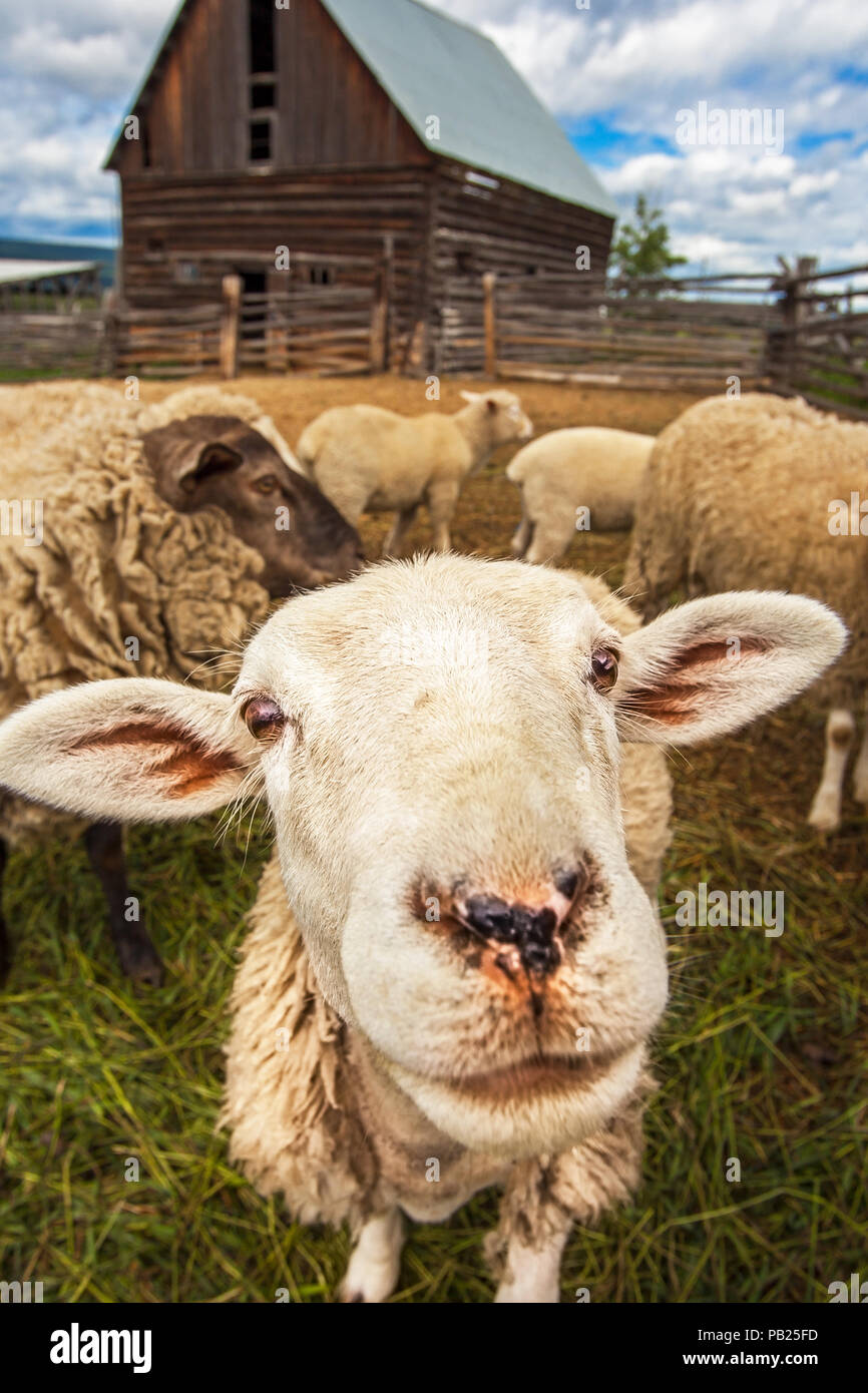 Livestock canada hires stock photography and images Alamy