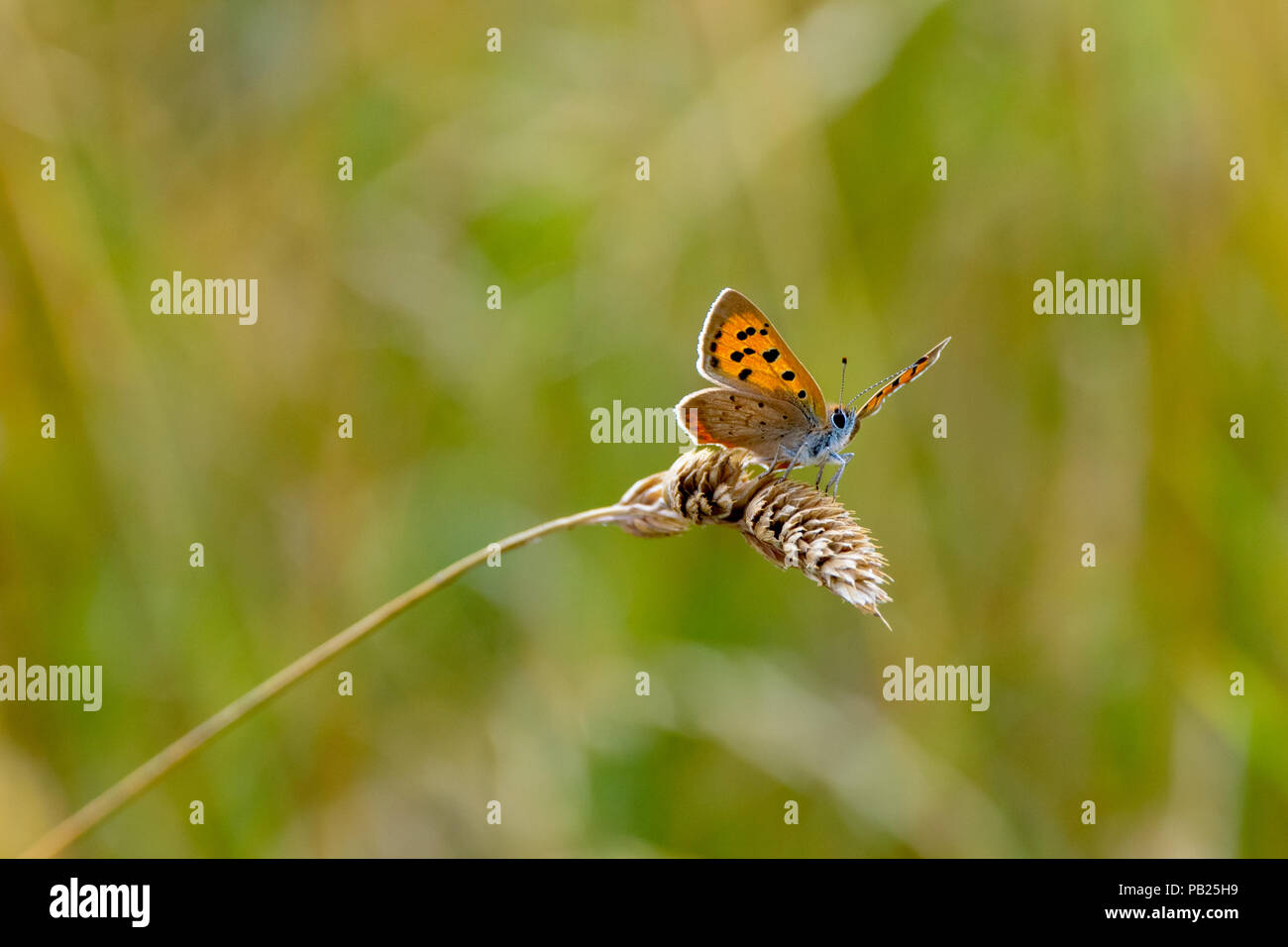 Large Copper butterfly (Lycaena dispar) resting on dried wild grass seed head Hertford, Hertfordshire, UK Stock Photo