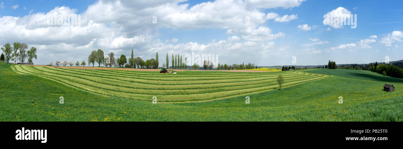 Panorama - Harvest of green fodder Stock Photo
