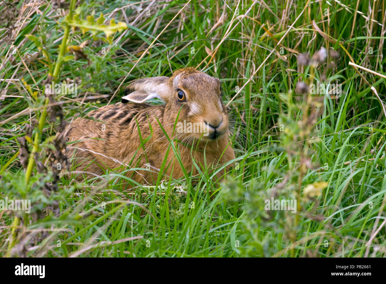 Brown Hare Lepus europaeus feeding on meadow grasses Stock Photo